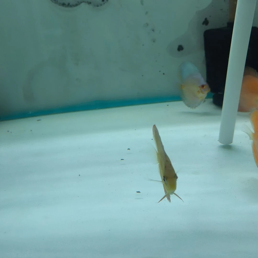 七彩神仙鱼特价88米两条蓝钻