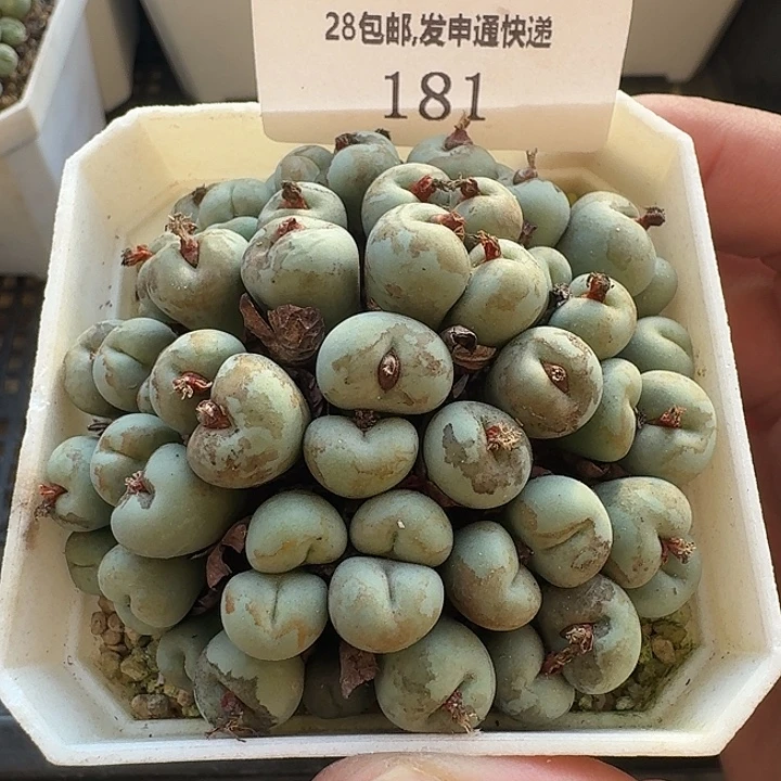 181 福利小红嘴。