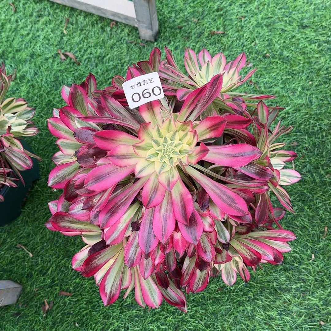 泰****子多肉植物天和060