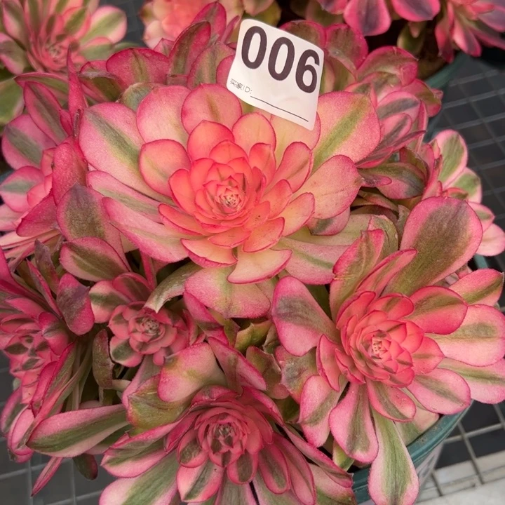 006荔枝20厘米左右