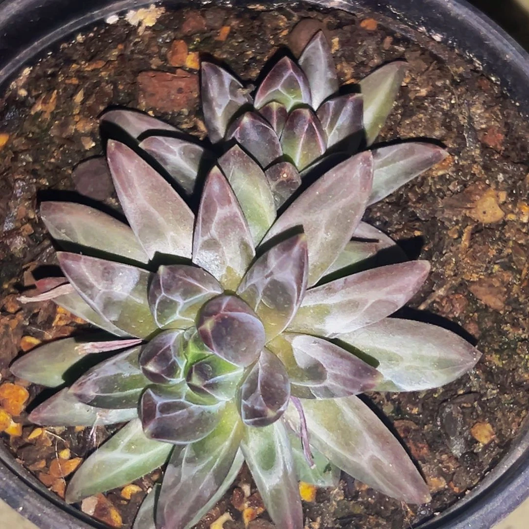 桔云多肉美人精品系列