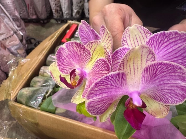 双色鸟蝴蝶兰，单颗1颗