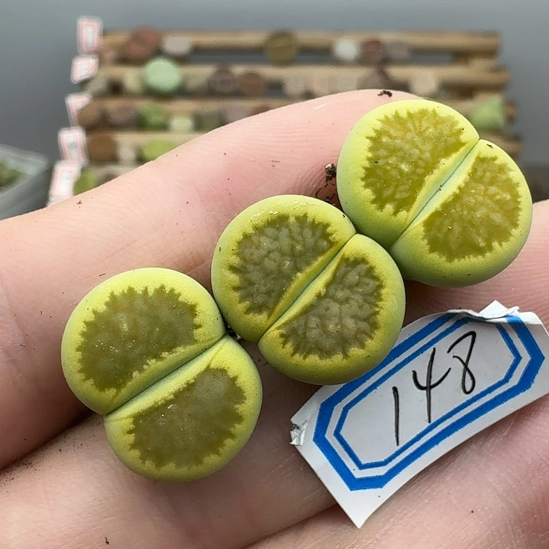 S***1148多肉哈哈哈哈哈哈