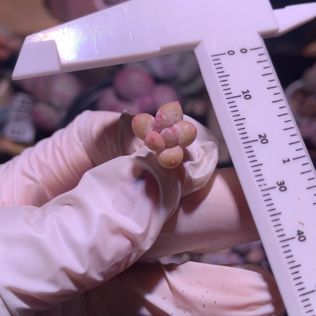 丶*彩虹奶酪多肉彩虹奶酪