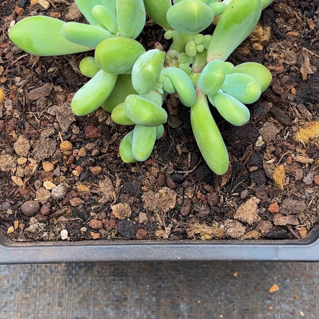 会***猪2608号上午多肉植物群生多肉植物