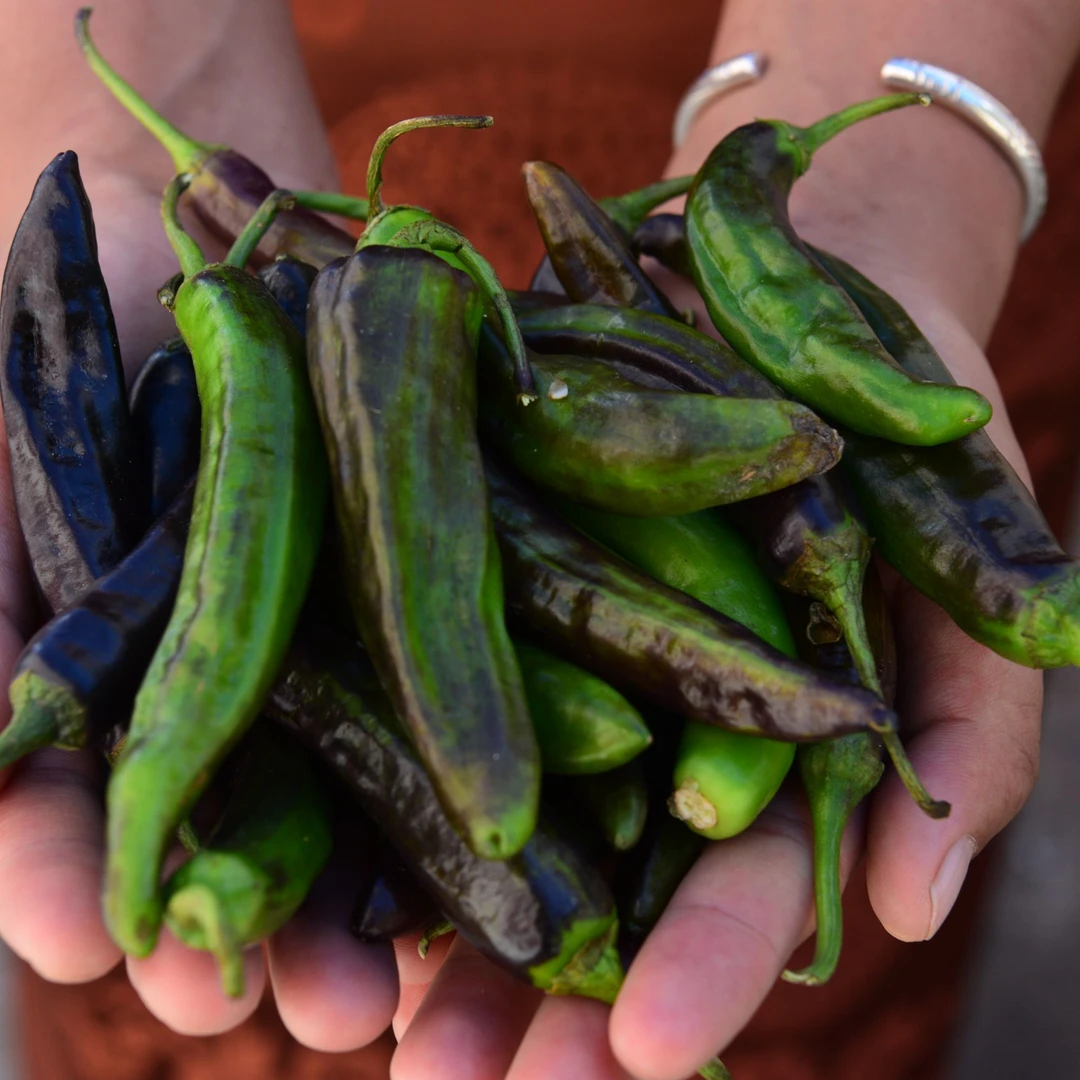 西藏朗县辣椒，高原美味青椒 原产地只发 3斤装/半青半黑 高品质