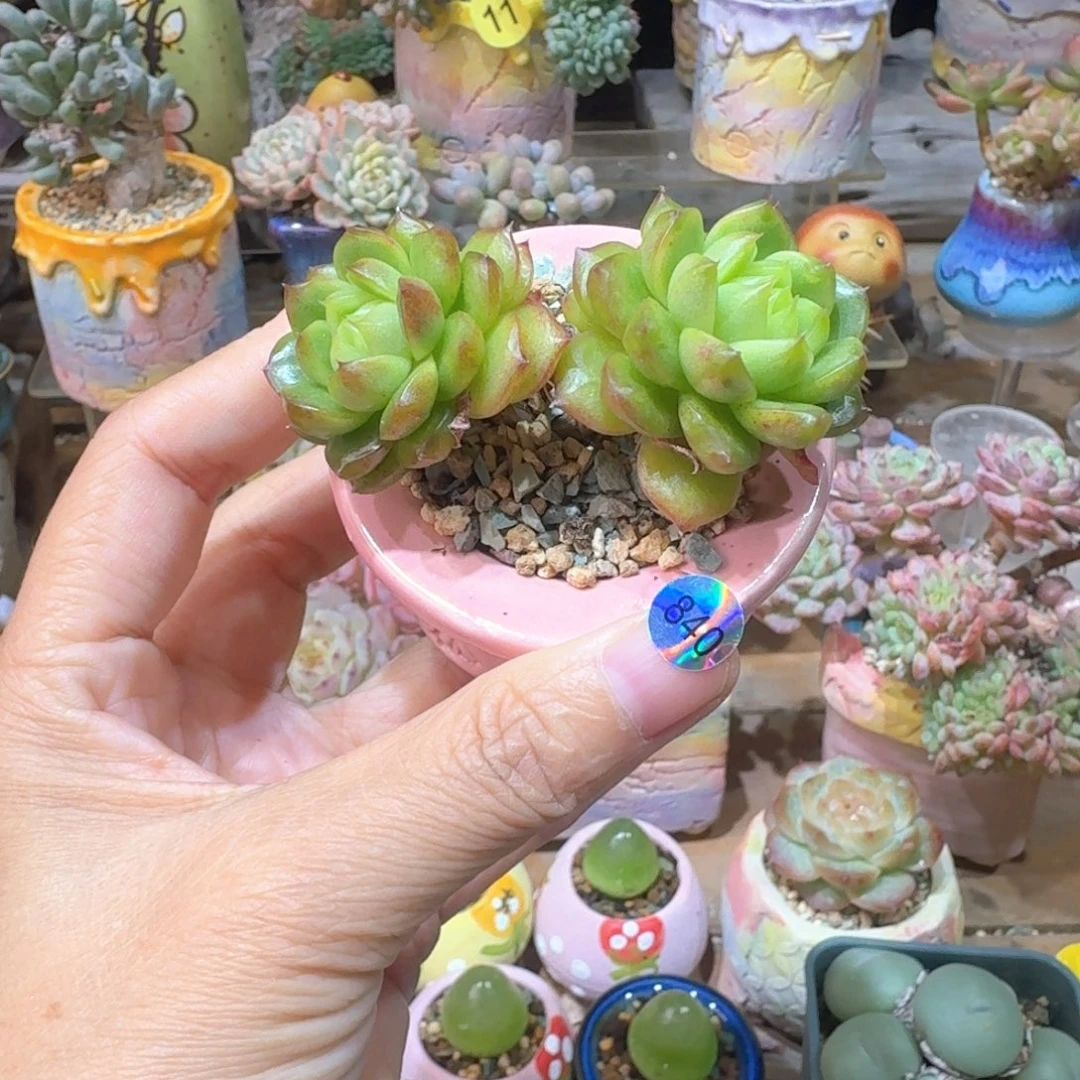 840多肉含盆土满30元包邮➗偏远