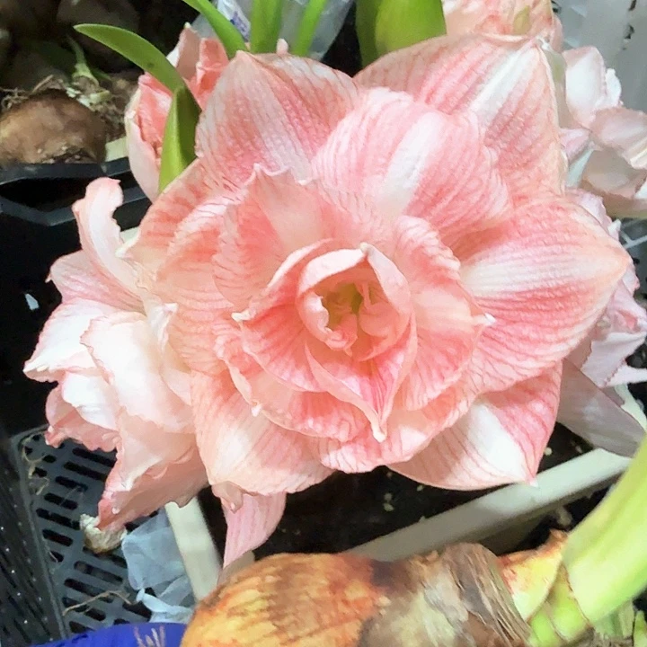 童话故事直径5.5厘米花箭受损-不包具体开花时间段