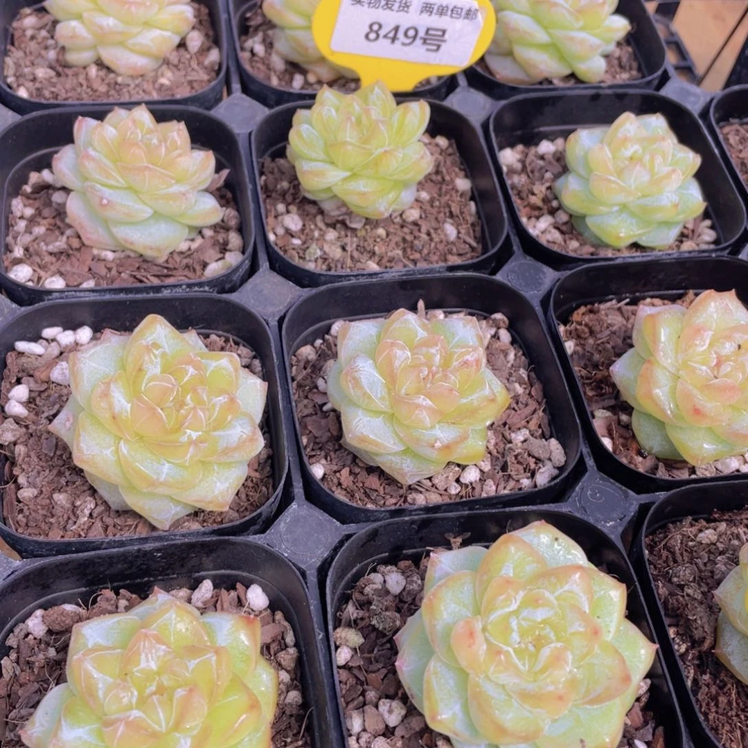 849号 优选水晶粉钻单头一个