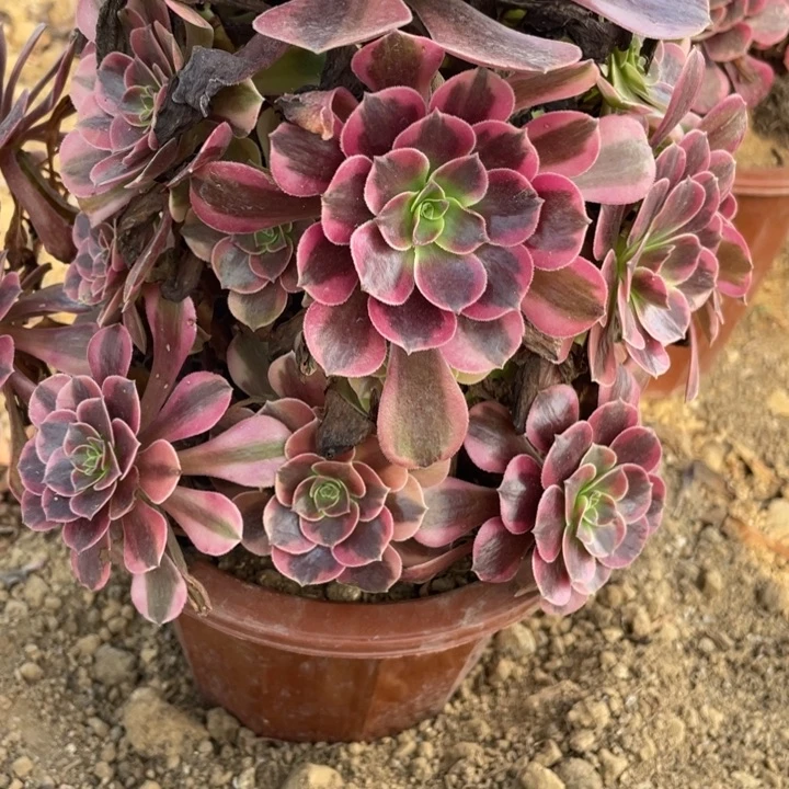 小***乖无花朵341多肉植物凤冠