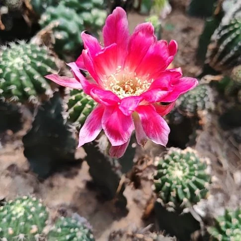 丽花红雪母本有斑107