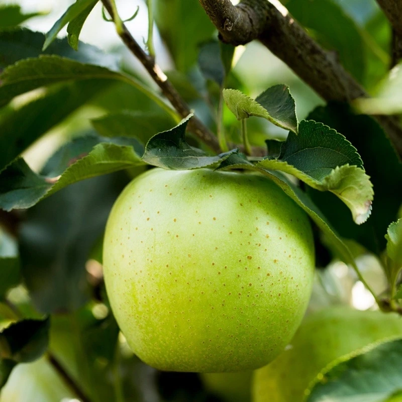 新疆阿克苏王林苹果果香浓郁自带兰花香气脆甜多汁