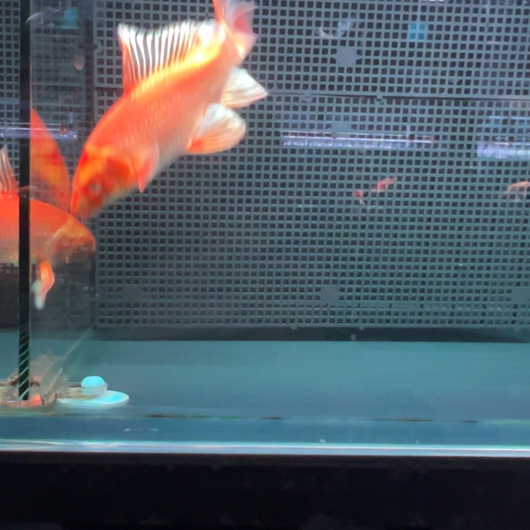 海水鱼风**起蝴蝶hi11