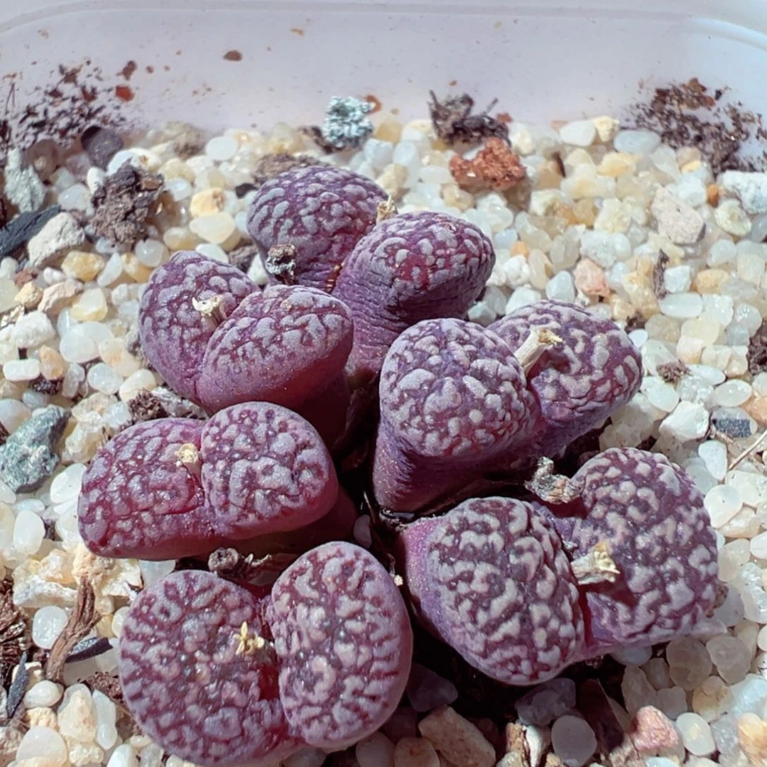 930-303多肉多肉紫鸟