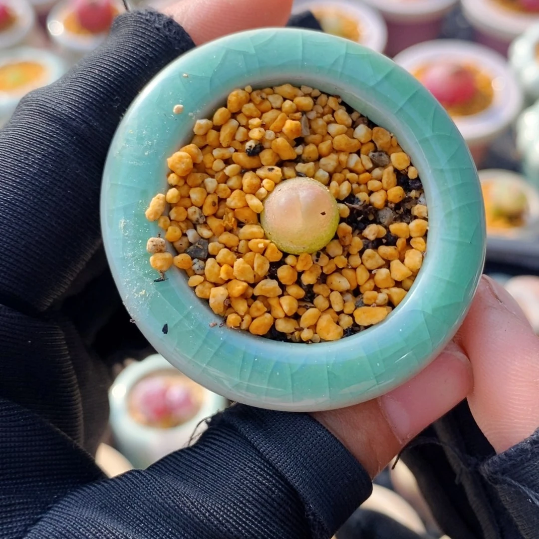 5100--一物一拍 带盆