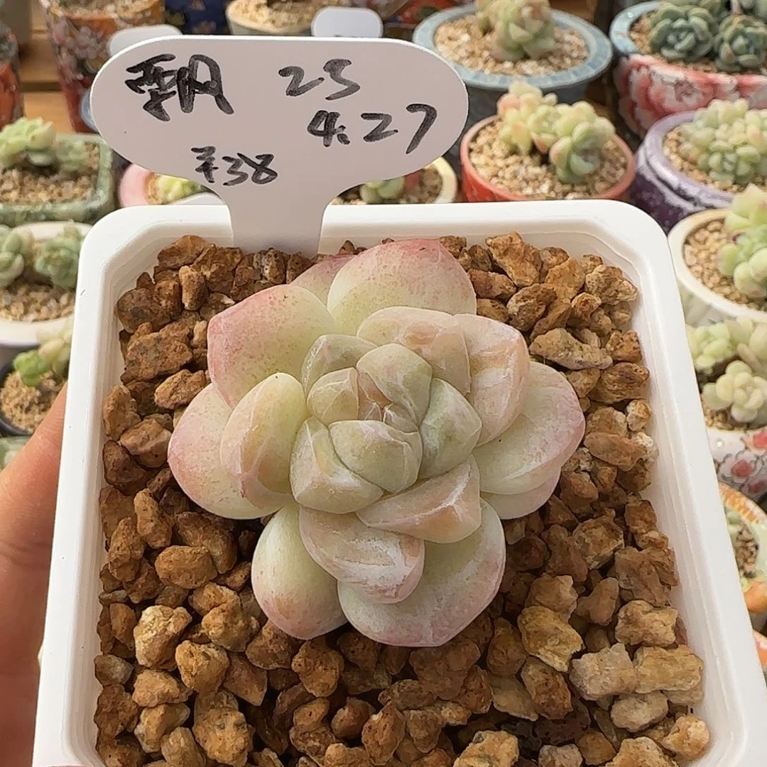 云见蔓植专拍链接  飘
