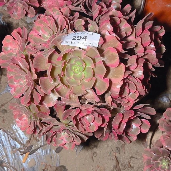 294爱神多肉植物保护