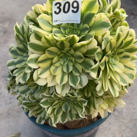 309金丝翡翠23厘米左右