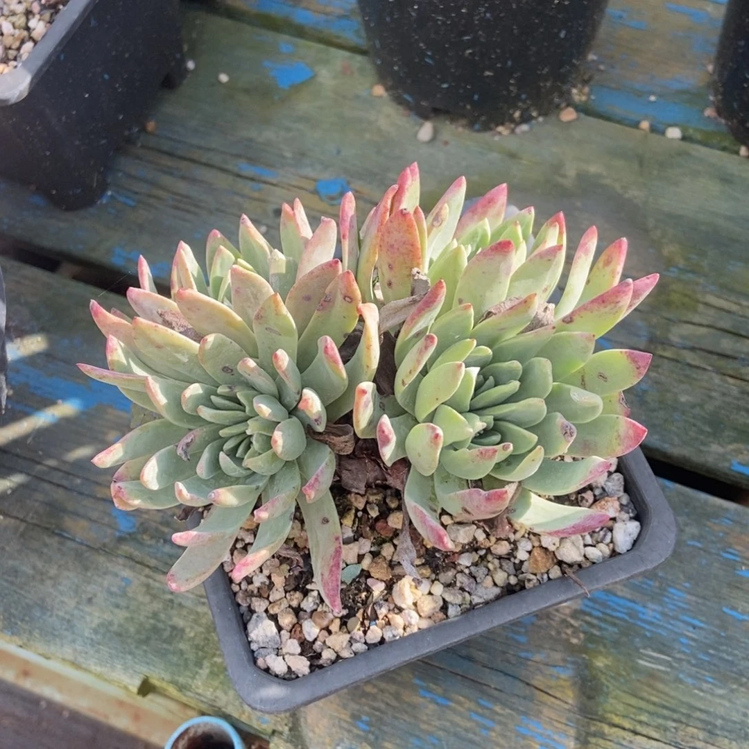 特式苹果叶多肉植物