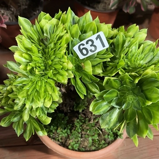 七***姐一颗多肉法师 631