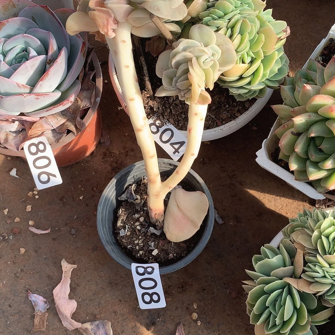 808可爱玫瑰一物一拍多肉