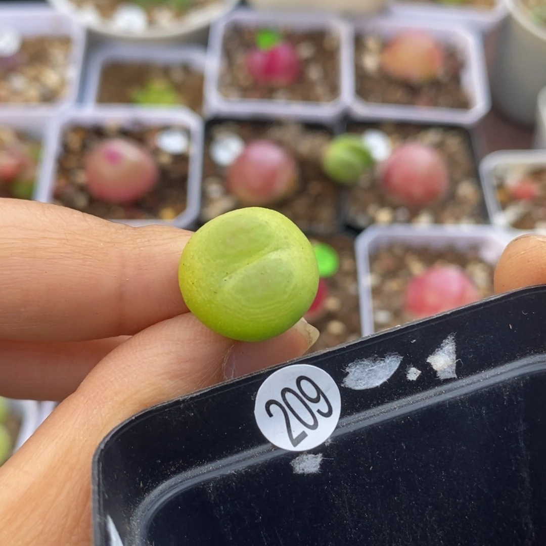 拉登1.5cm多肉植物209