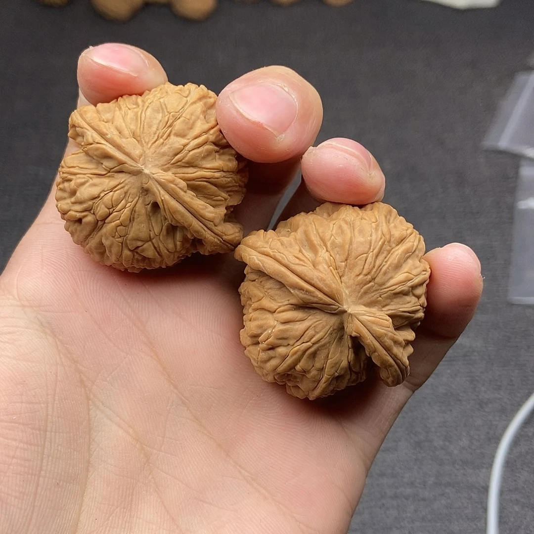 核桃白狮子球白41尺寸编号805