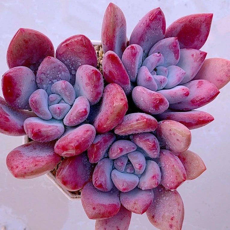 多肉植物奥普琳娜三颗送八角盆土
