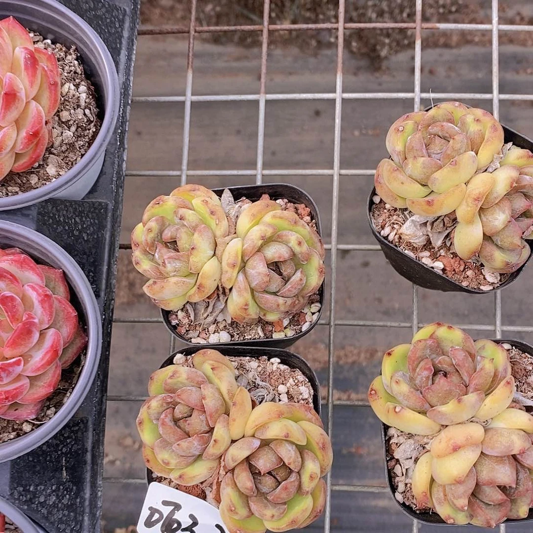 0703-22-芙芙耶双头买一送一量拍