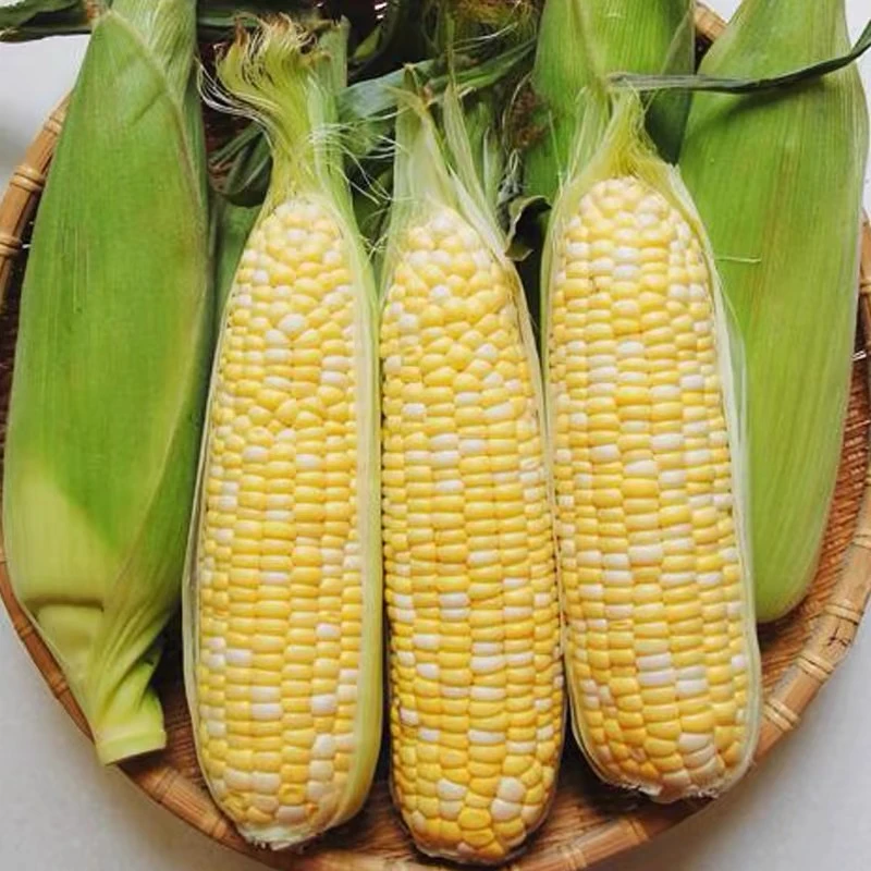 云南金银水果玉米整箱脆甜新鲜蔬菜包谷棒子产地直发J