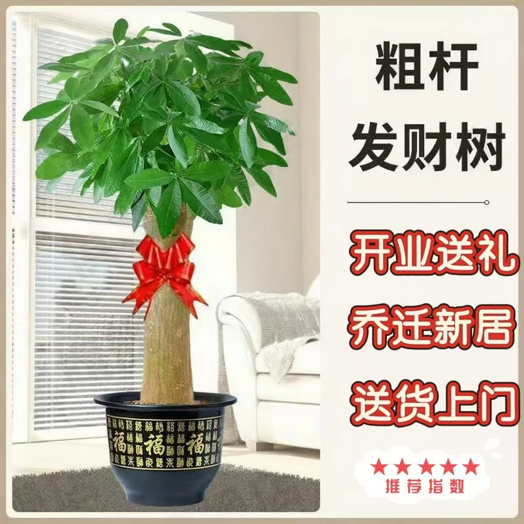 大型发财树室内绿植盆栽开业乔迁送礼必备客厅办公室室内场所开业