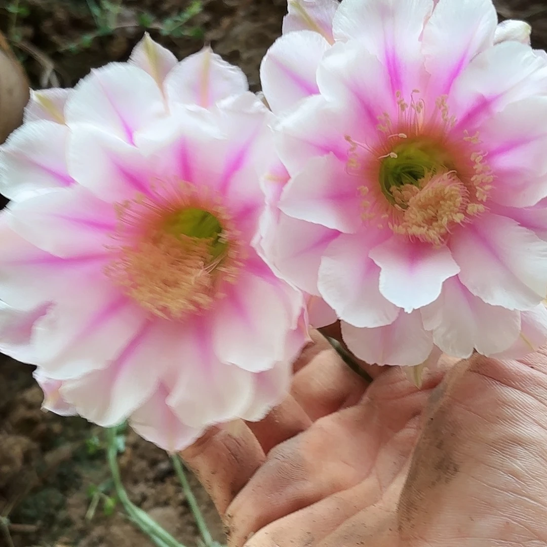 294 实生仙人球瑕疵