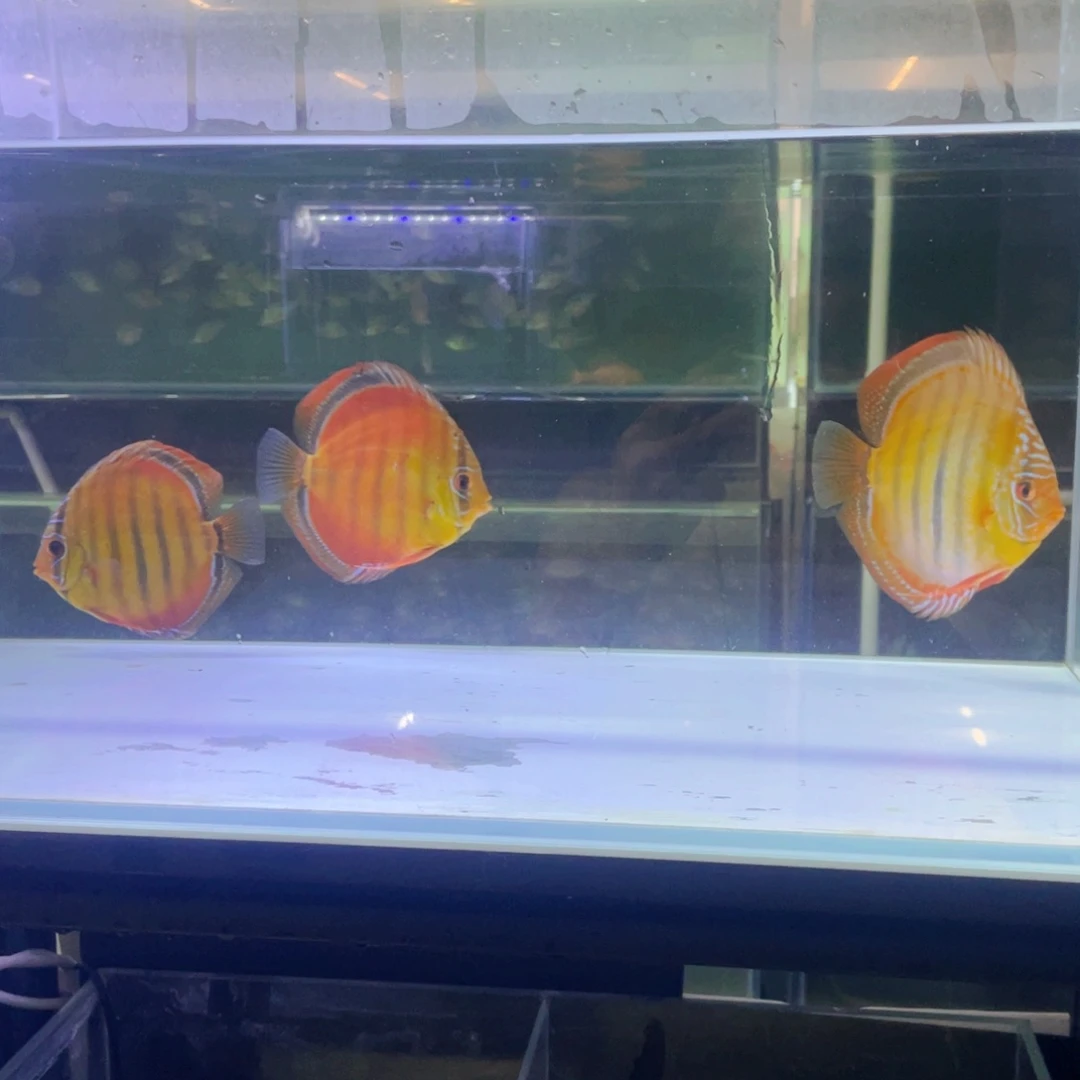 神仙鱼欢*爸野菜第一代