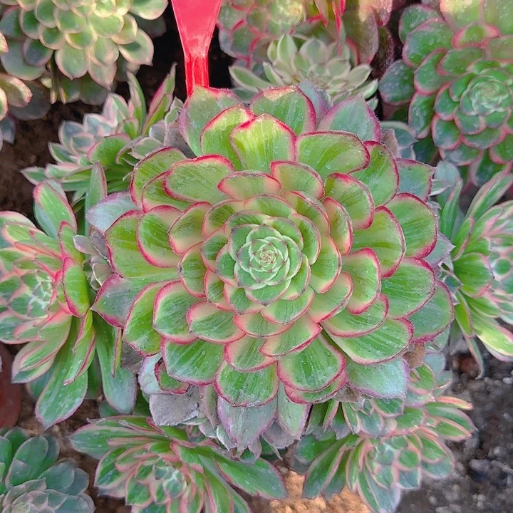 2-110莲花座多肉法师