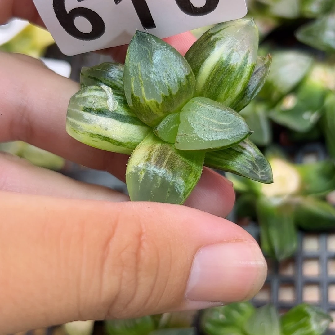 610红红火火恍恍惚惚