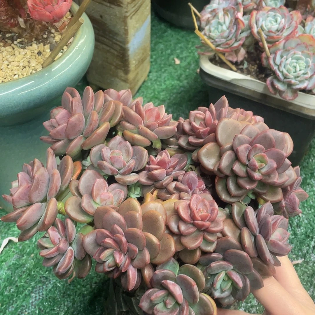 无名一物一拍28包邮非偏远