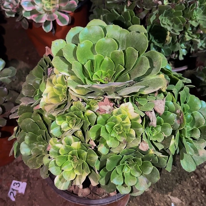 487七彩多肉植物不售后