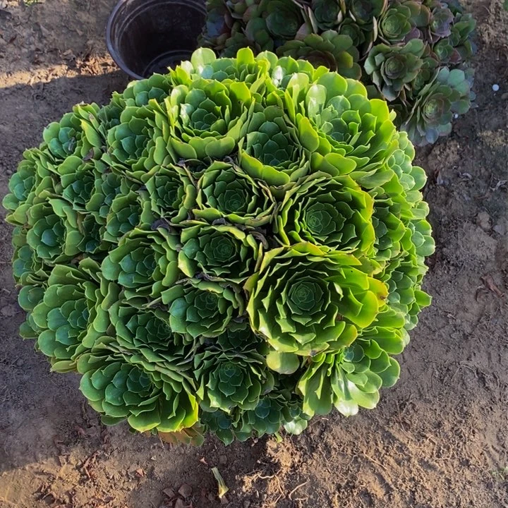 绿杨蓉超大颗多肉