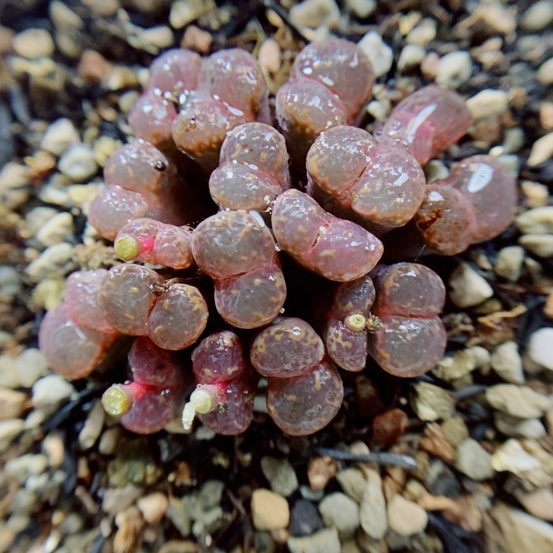 生石花花花花花花140