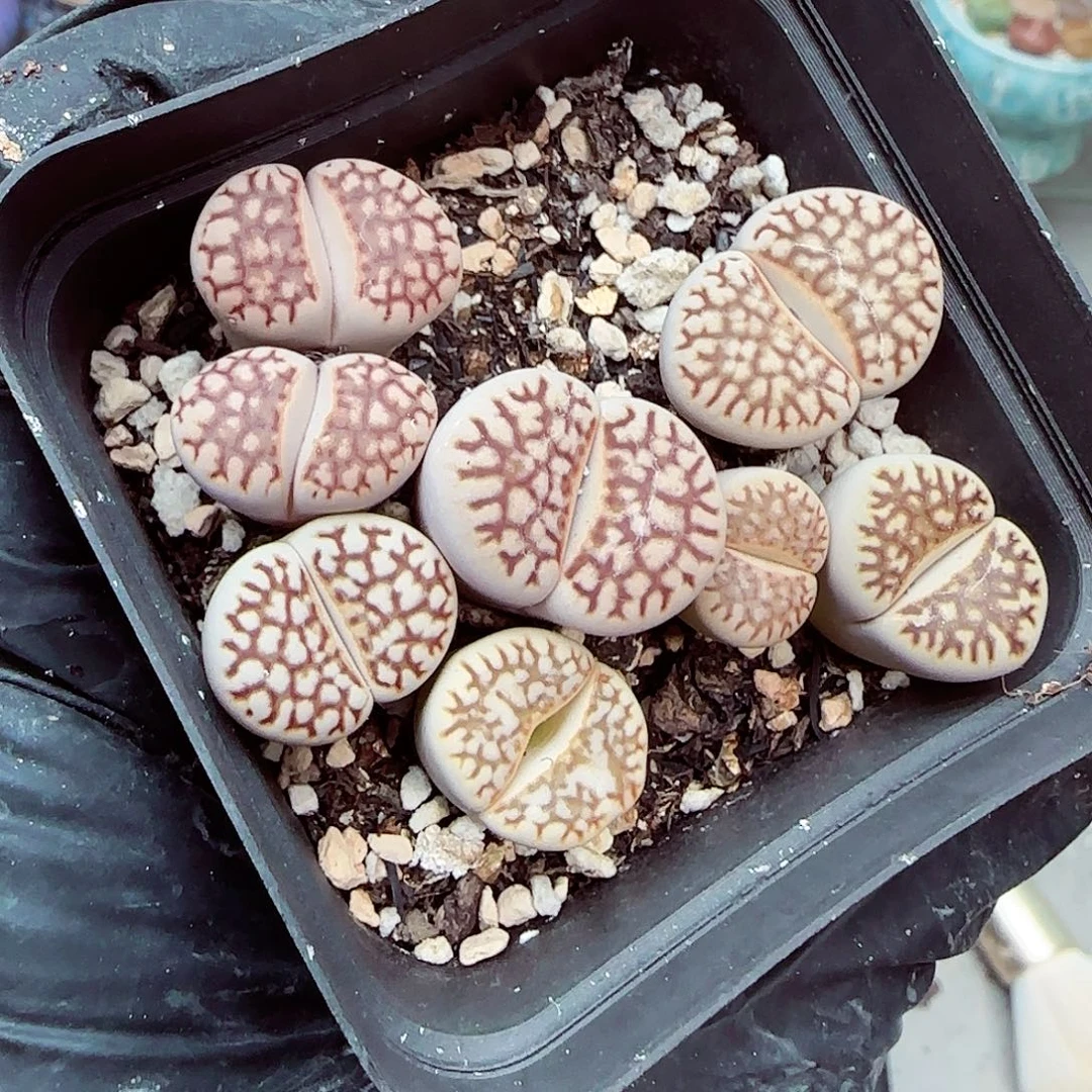 生石花满18包邮0928-116