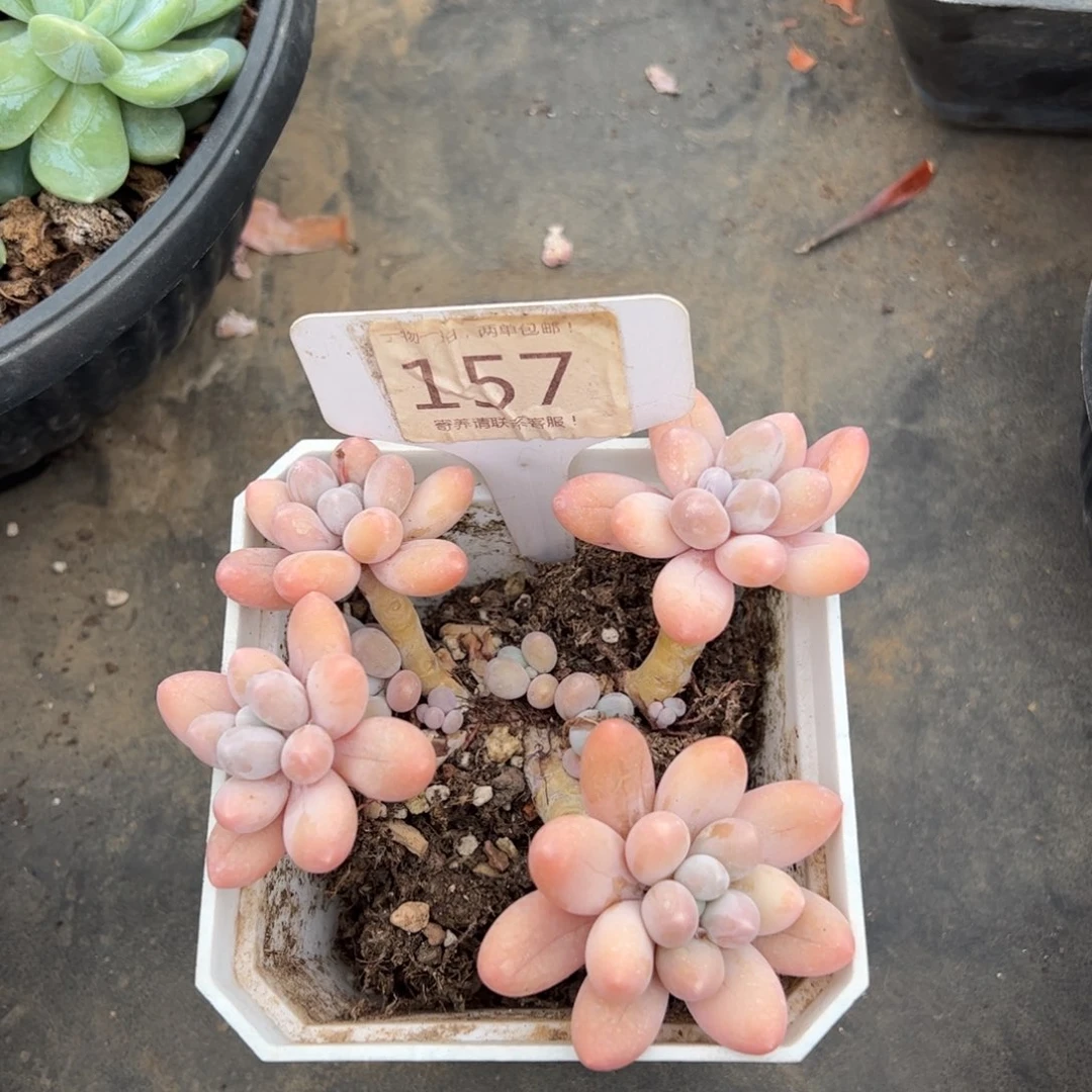 S*.157号多肉植物