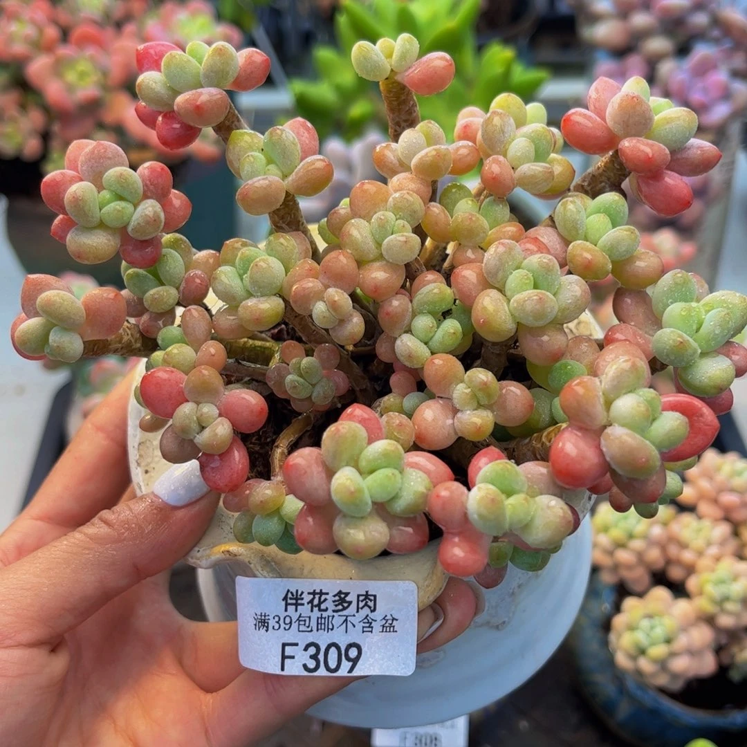 309-老桩鱼子酱11cm