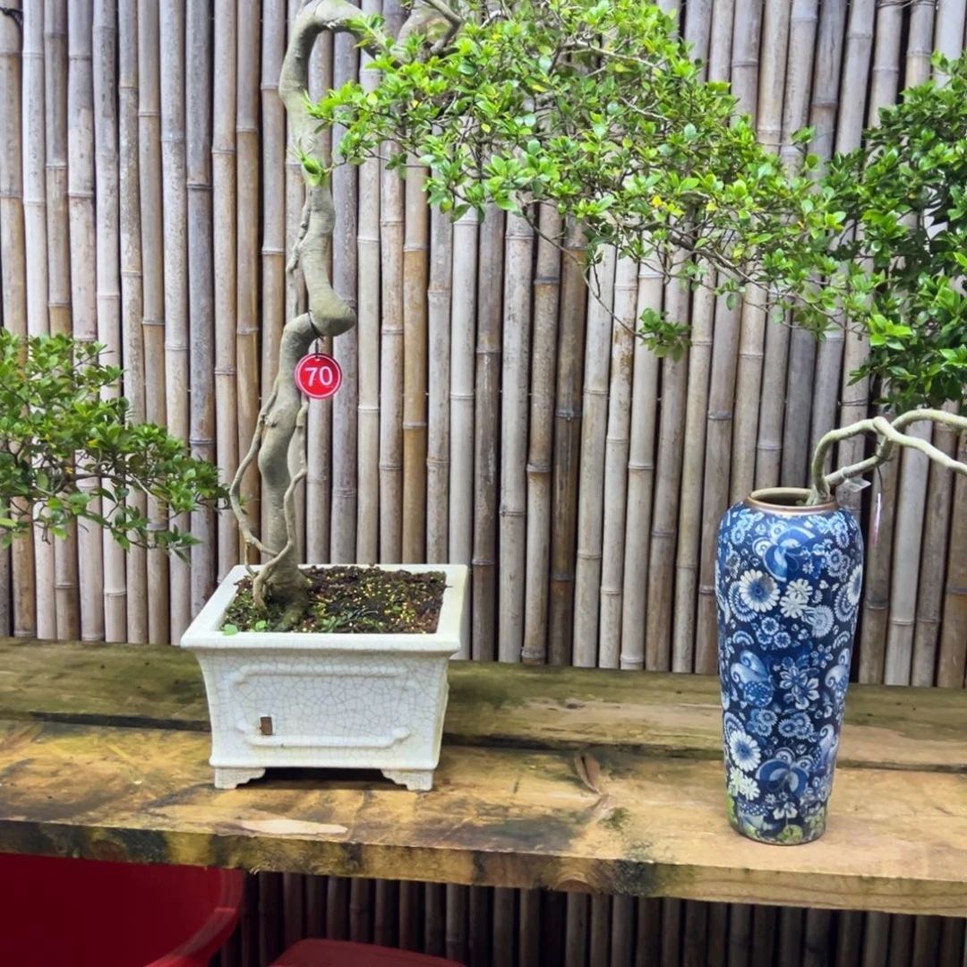 日***丶无花朵栀子花盆景老庄