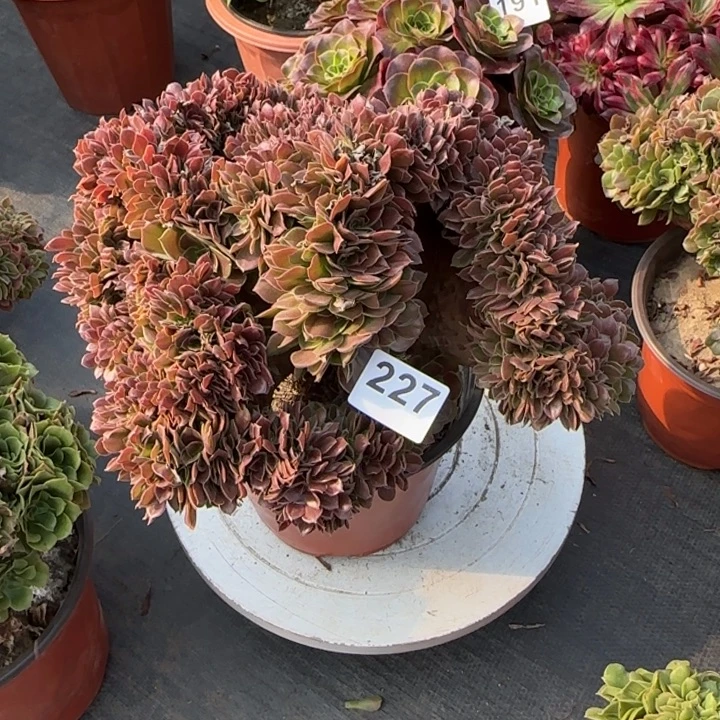 多肉植物玫瑰缀227