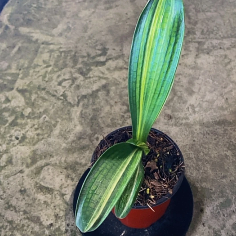 【闪购商品】无花朵′***生