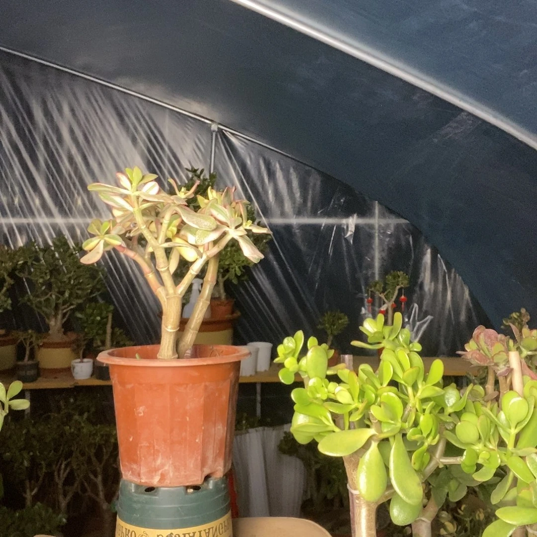 @***糖完全开放白锦花月一物一拍