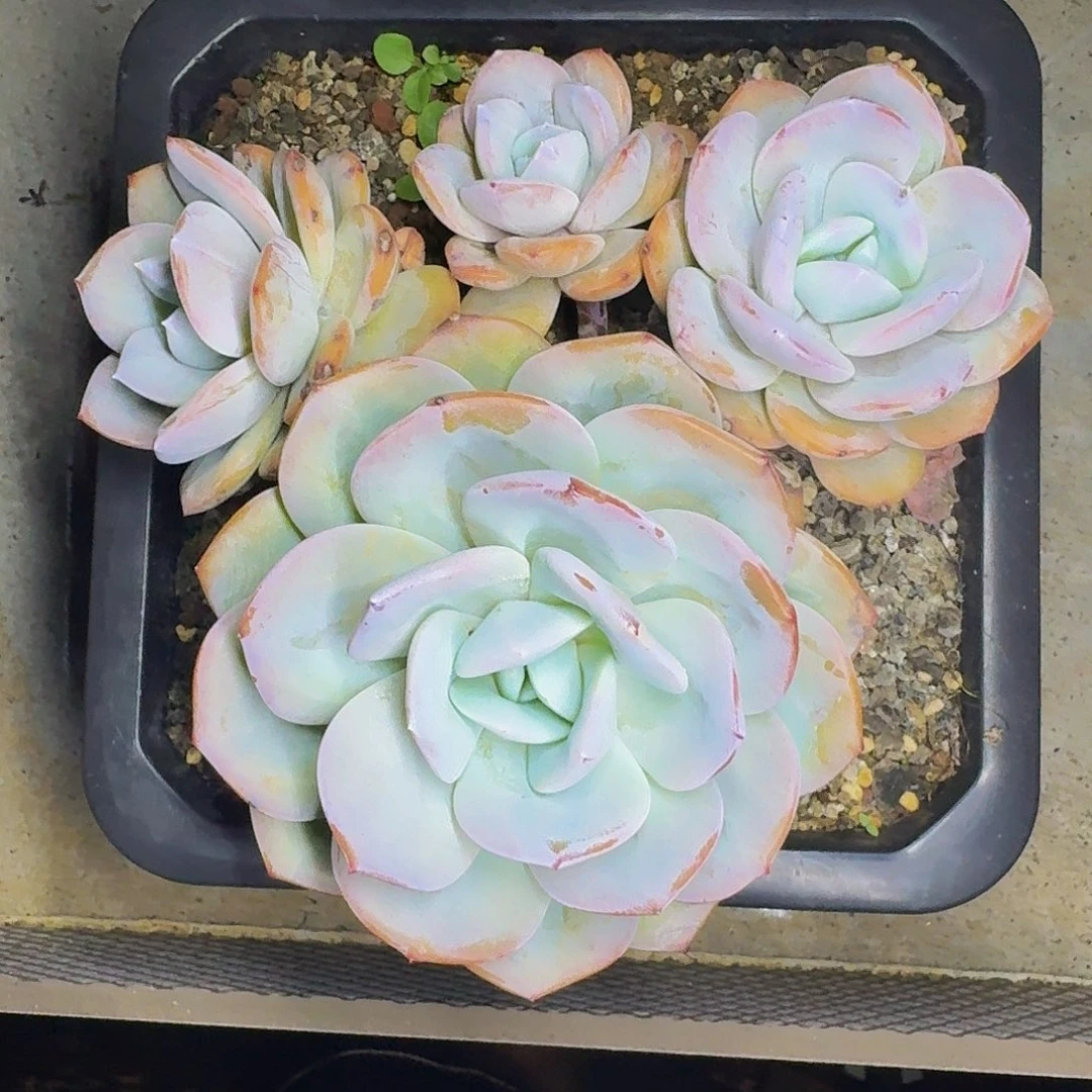奶茶 4头 一物一拍