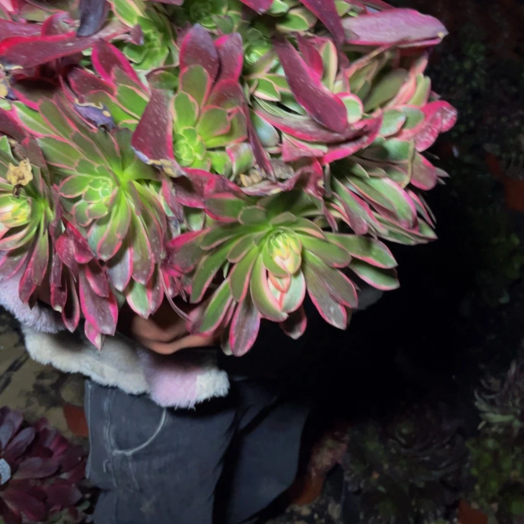 12多肉植物一物一拍