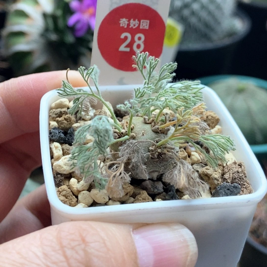 白皮月界1.8cm一棵仙人球
