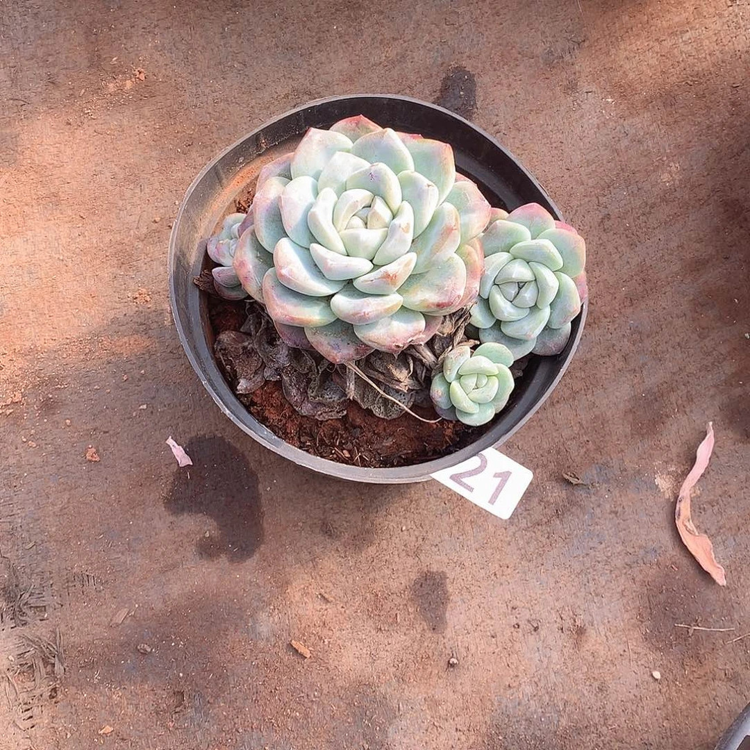 121 一物一拍多肉